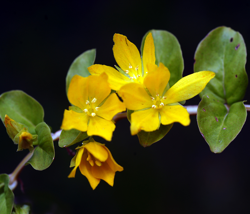 Изображение особи Lysimachia nummularia.