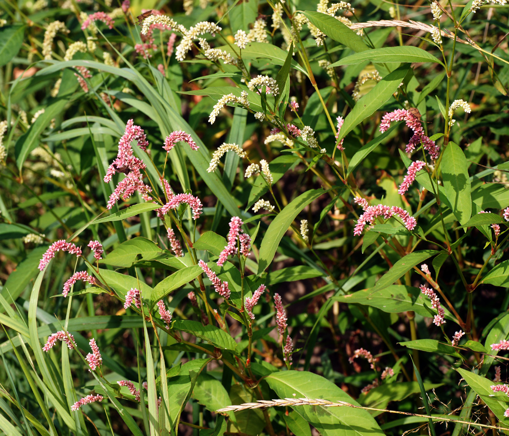 Изображение особи Persicaria lapathifolia.