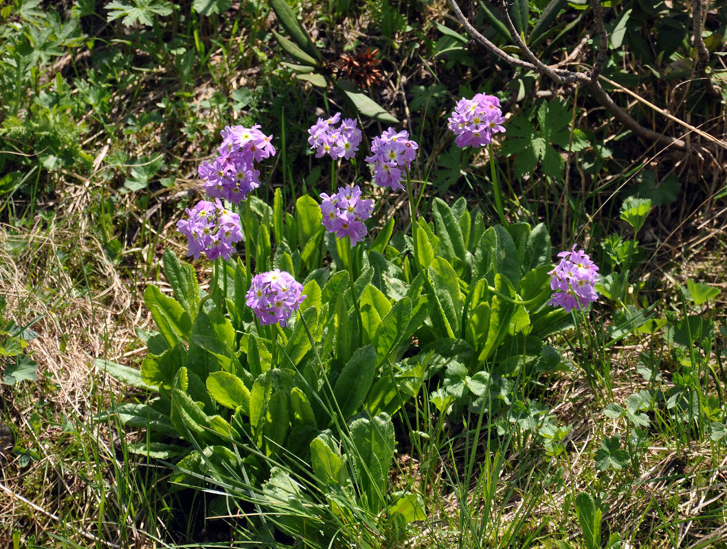 Изображение особи Primula auriculata.