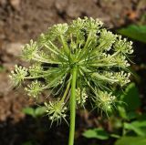 Daucus sativus