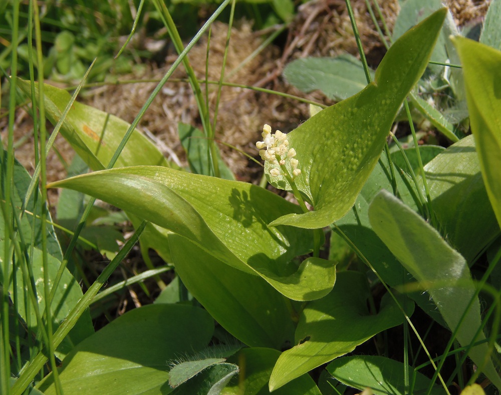 Изображение особи Maianthemum bifolium.