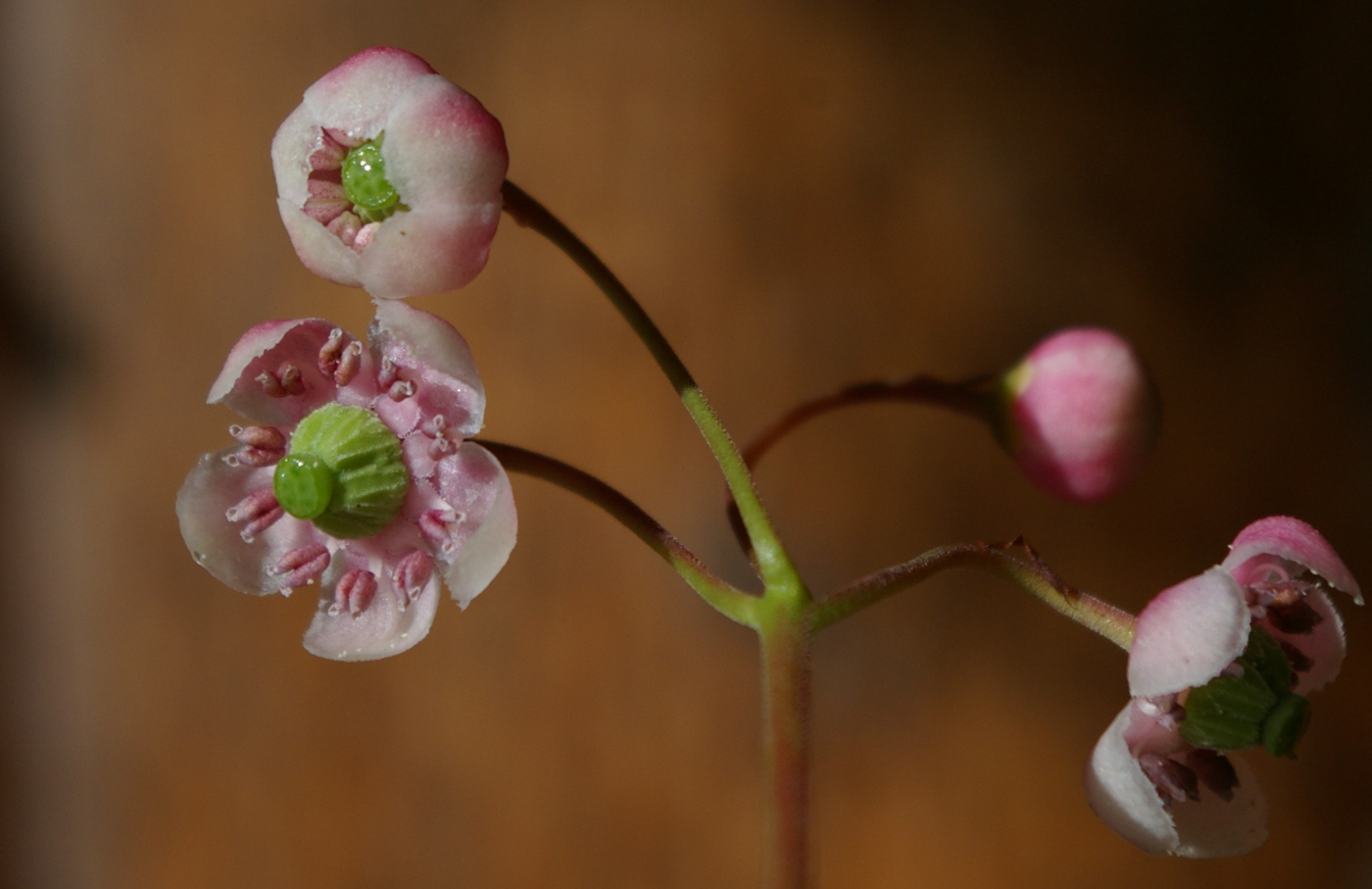 Изображение особи Chimaphila umbellata.