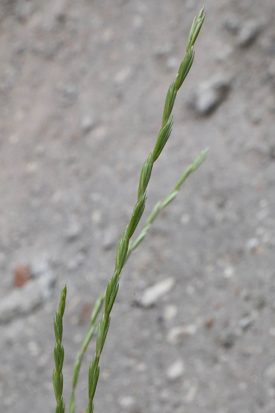 Изображение особи Elymus trachycaulus.