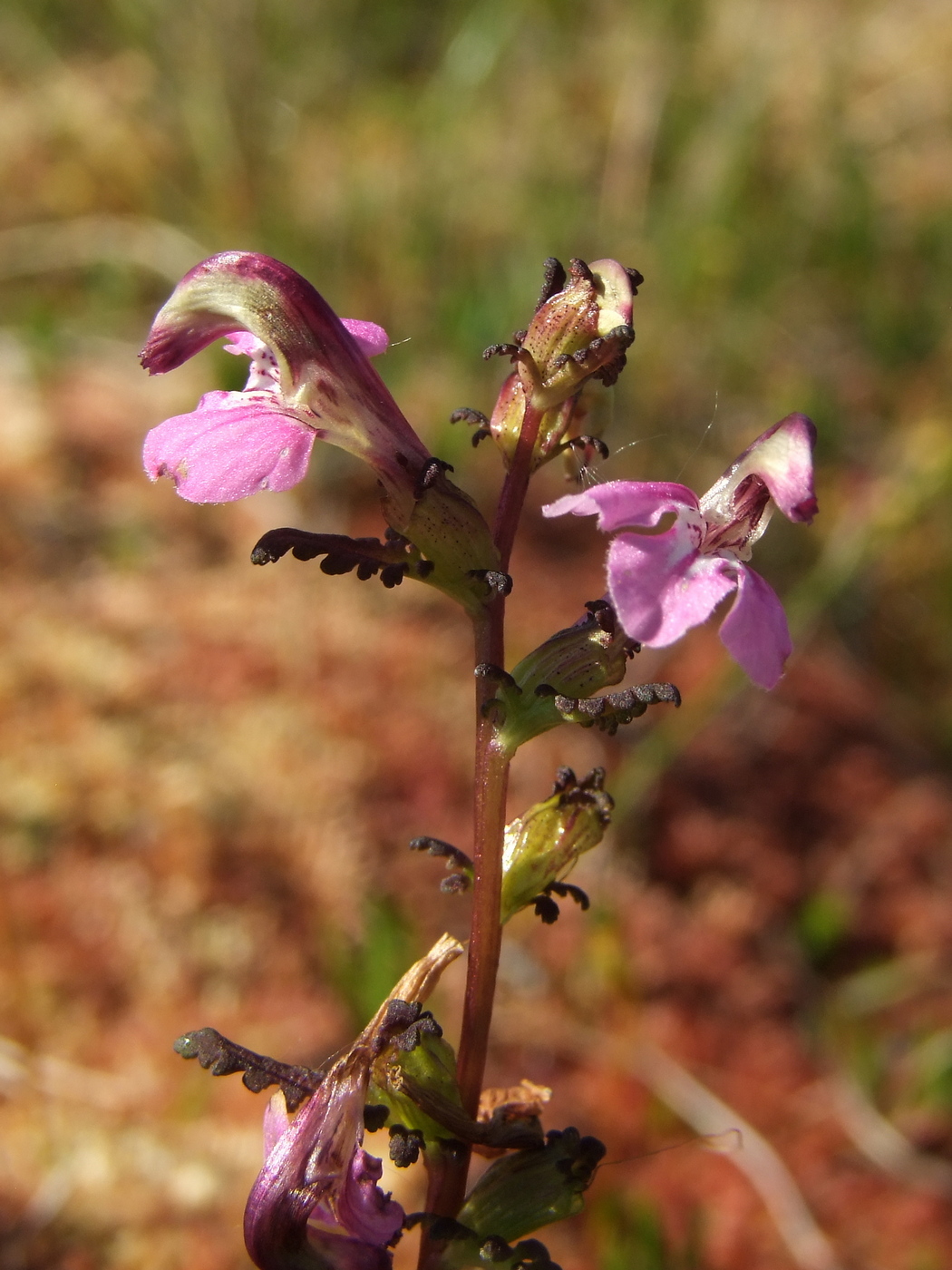 Изображение особи Pedicularis adunca.