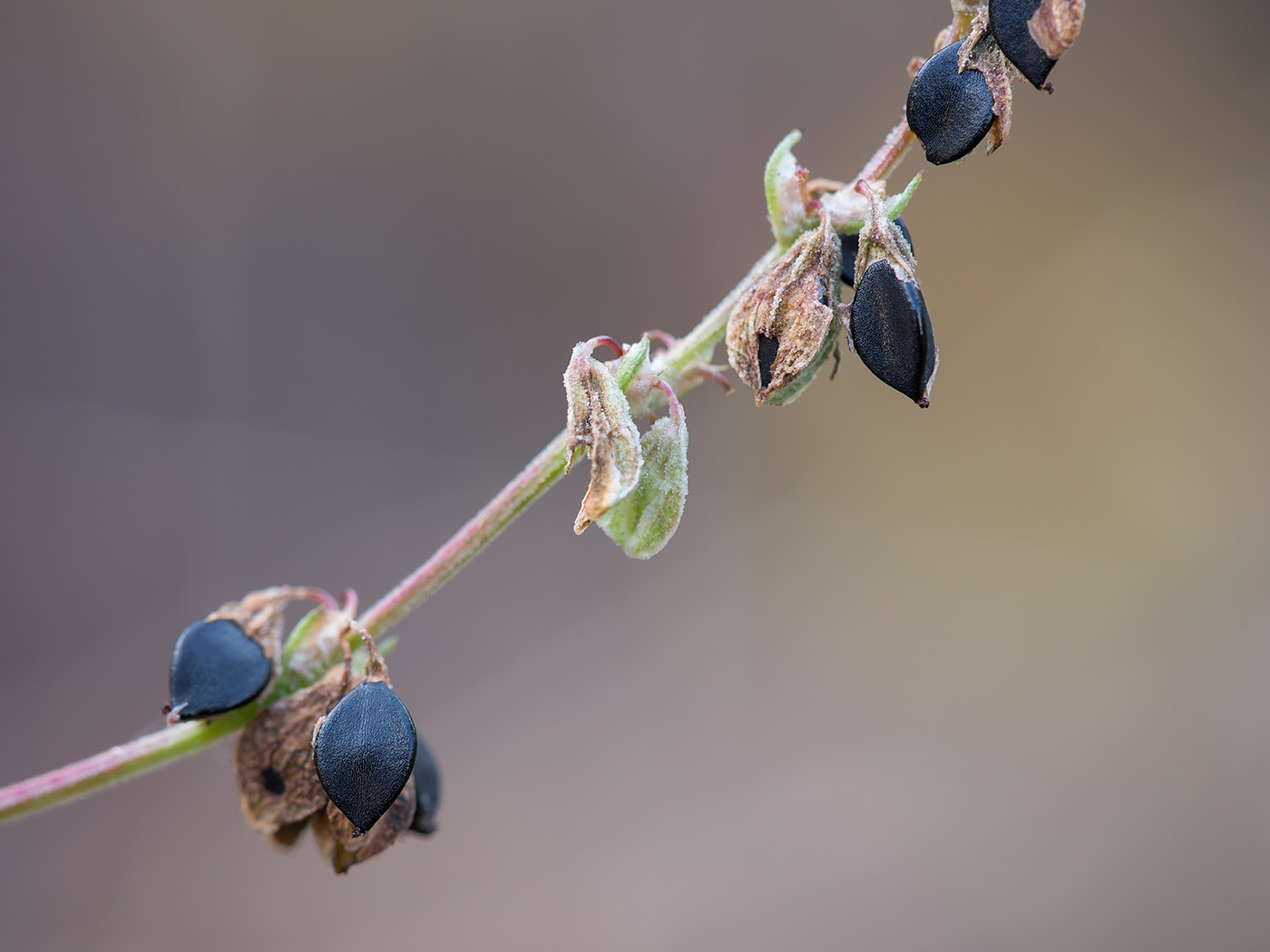 Изображение особи Fallopia convolvulus.