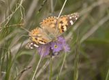 Primula algida. Соцветие с кормящейся бабочкой Vanessa cardui. Кабардино-Балкария, Эльбрусский р-н, Южный склон Эльбруса, дорога к Терскольской обсерватории. Конец мая 2002 г.