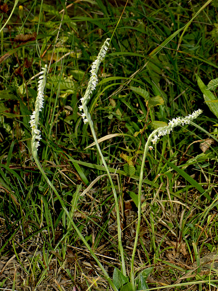 Изображение особи Spiranthes spiralis.