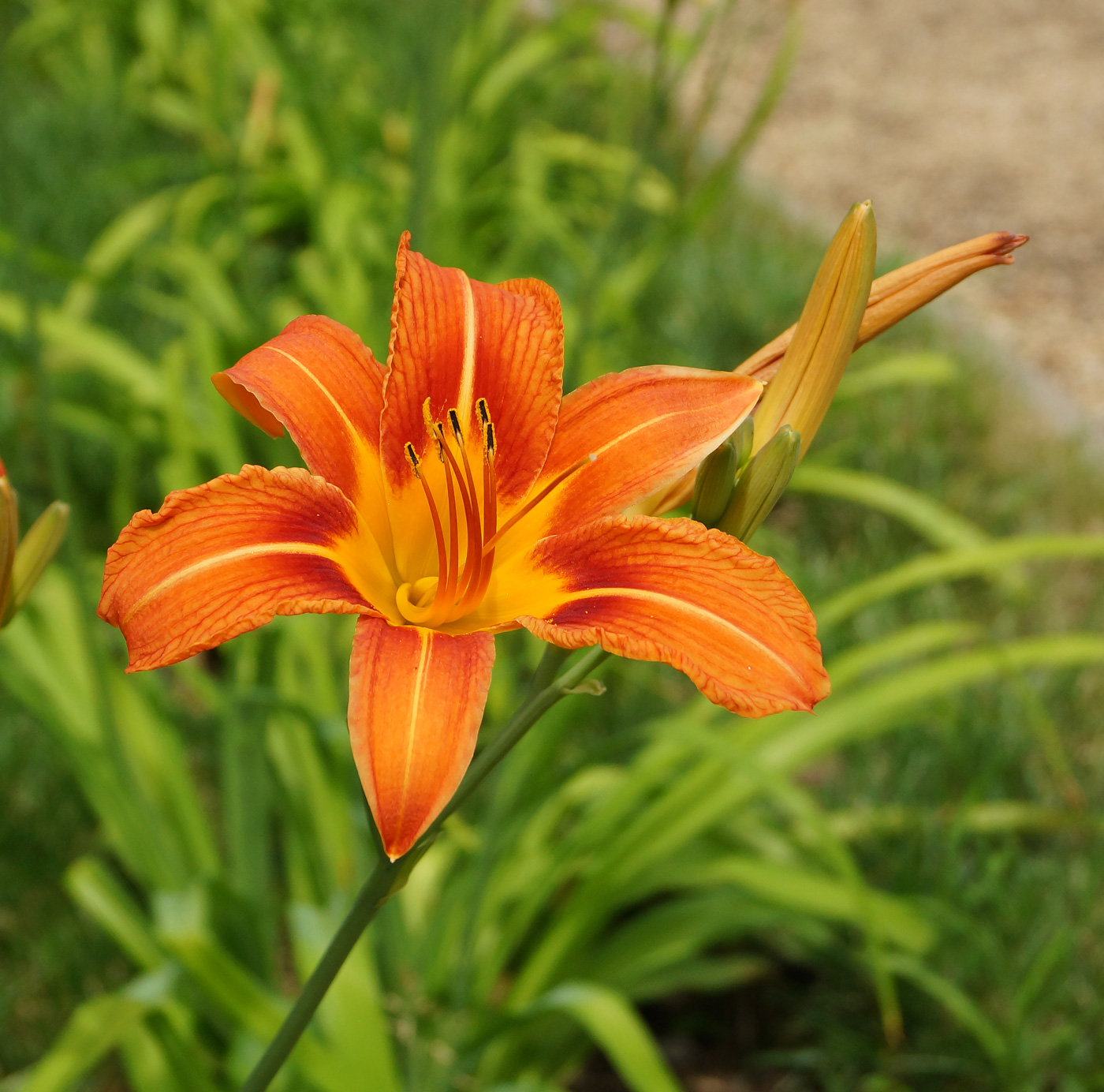 Image of Hemerocallis fulva specimen.