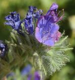 Echium plantagineum