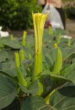 Datura innoxia