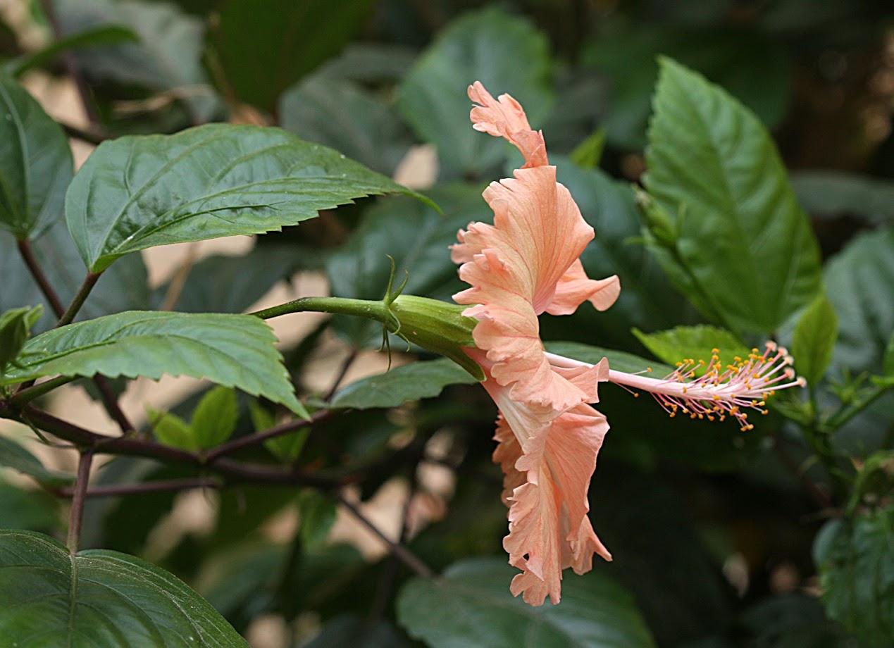 Изображение особи Hibiscus rosa-sinensis.