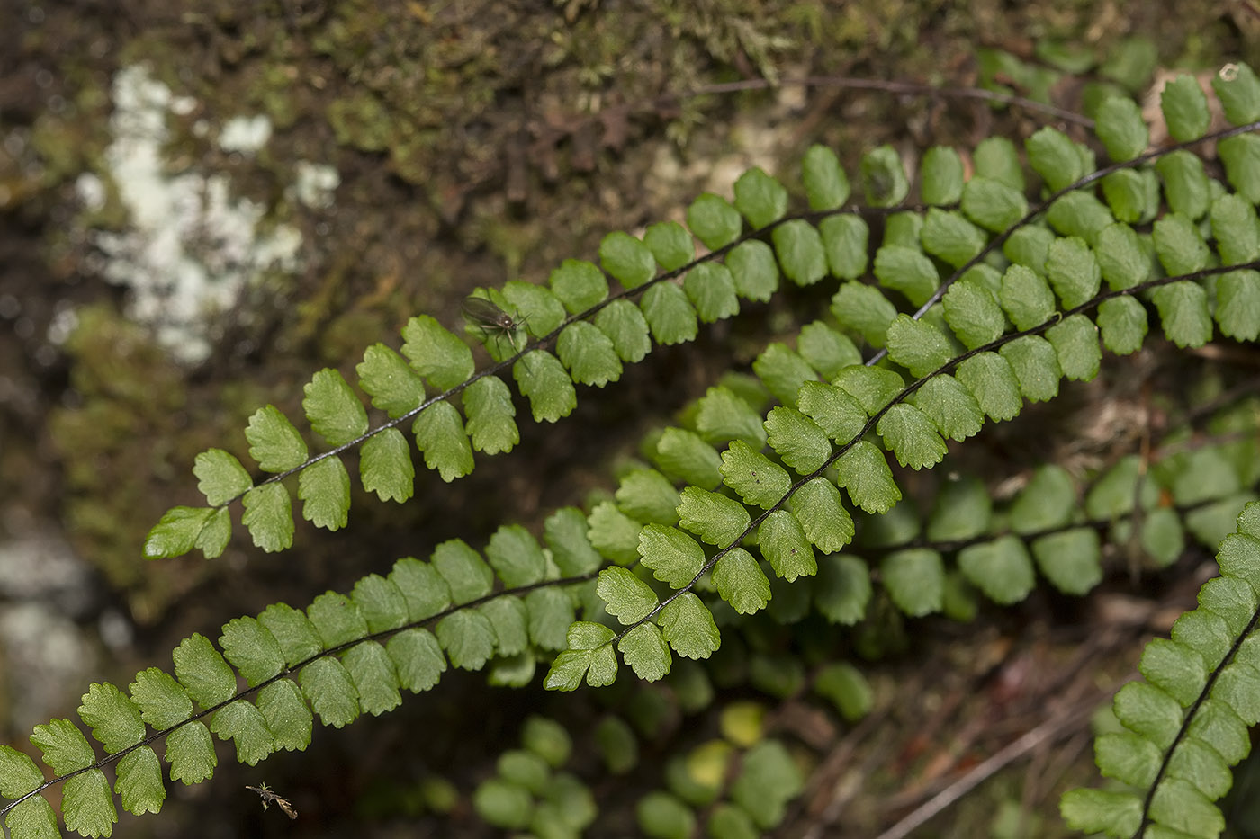 Изображение особи Asplenium trichomanes.