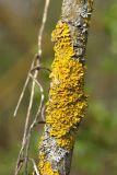 Xanthoria parietina. Талломы с апотециями. Беларусь, Витебская обл., пос. Езерище, обочина дороги на границе с телиптерисово-рогозовым болотом, на сухой ветви Salix fragilis. 01.05.2019.