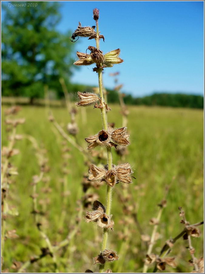 Image of Salvia stepposa specimen.