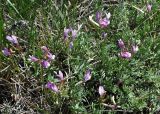 Astragalus macropus