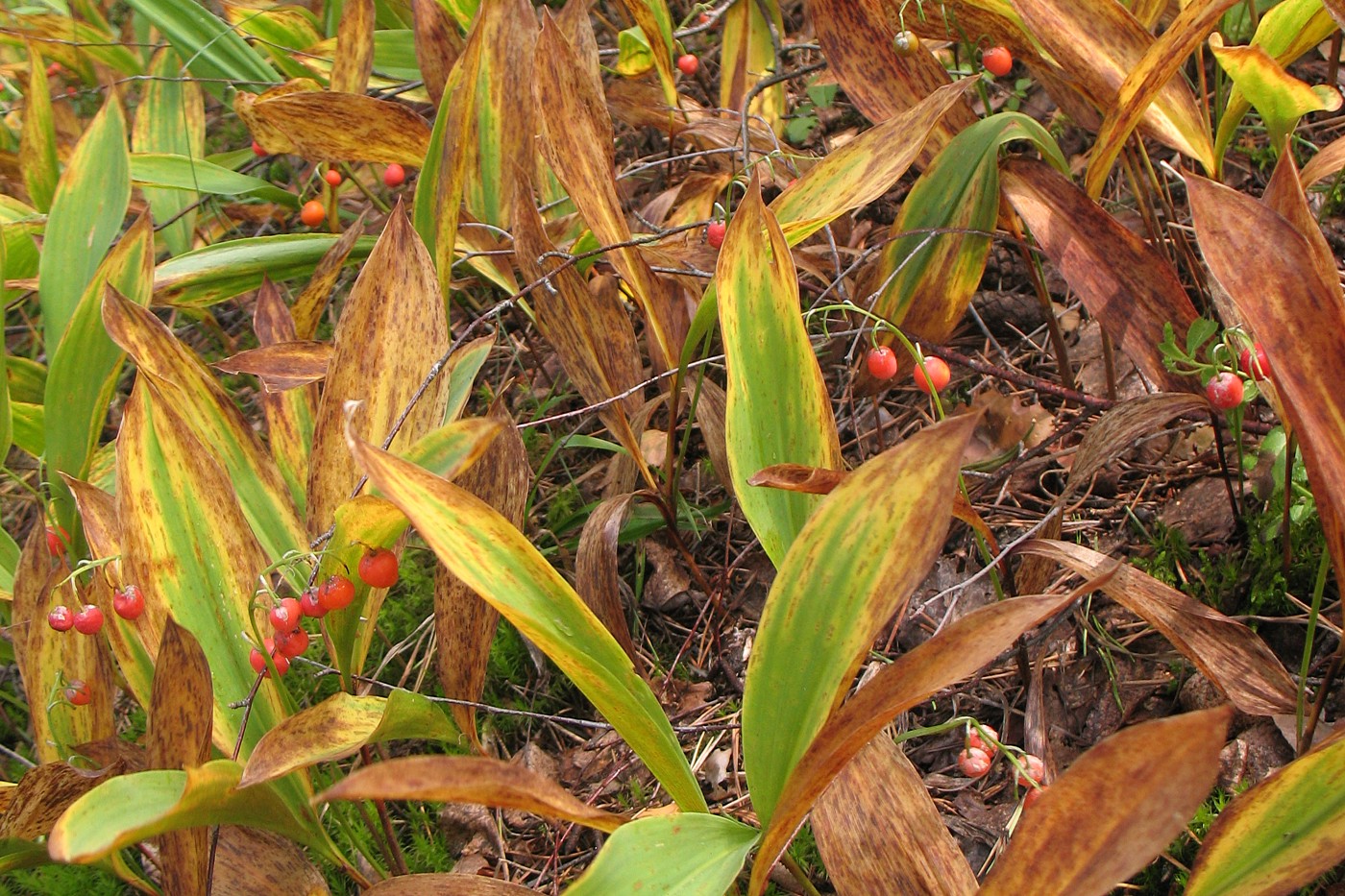 Изображение особи Convallaria majalis.