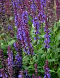 Salvia nemorosa. Верхушки побегов с соцветиями. Москва, парк \"Царицыно\", в культуре. 22.08.2019.