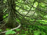 Abies gracilis