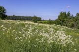 Aconogonon alpinum. Аспект цветущих растений. Башкортостан, окр. г. Стерлитамак, луг у оврага. 01.06.2020.