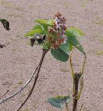 Syringa vulgaris