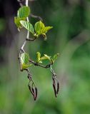 Alnus glutinosa