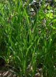 Carex podocarpa