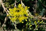 Sedum reflexum