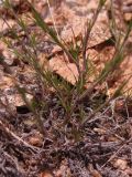 Minuartia leiosperma