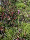Bistorta officinalis. Цветущее растение в сообществе с Equisetum. Гыданский п-ов, побережье Обской губы, склон холма. 06.08.2021.