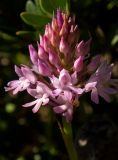 Anacamptis pyramidalis