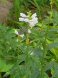 Physostegia virginiana