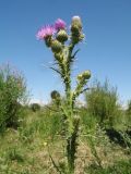 Cirsium glaberrimum. Верхушка цветущего растения. Южный Казахстан, Жамбылская обл., пойма р. Асса, задернованный галечник у берега ручья. 25 июня 2021 г.