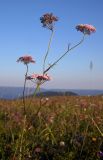 Pimpinella rhodantha. Верхушка цветущего и плодоносящего растения. Республика Адыгея, Майкопский р-н, ок. 7 км к югу от с. Новопрохладное, хр. Ду-Ду-Гуш, выс. ок. 1570 м н.у.м., субальпийский луг. 30.07.2022.