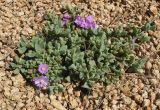 Lampranthus deltoides