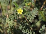 Tribulus terrestris