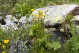 Ranunculus oreophilus