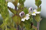 Euphrasia maximowiczii