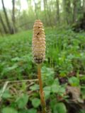 Equisetum sylvaticum. Верхушка побега со стробилом. Московская обл., Подольский р-н, с/о Лаговский, дер. Матвеевское, широколиственный лес. 26.04.2023.