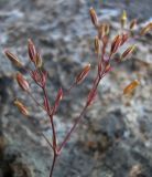 Minuartia pseudohybrida