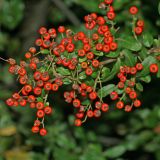 Pyracantha coccinea. Ветвь с плодами. Республика Абхазия, окр. г. Сухум, р. Гумиста. 26.08.2009.