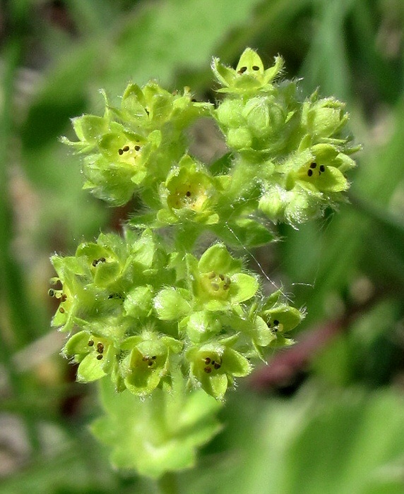 Изображение особи род Alchemilla.