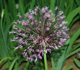 Allium sarawschanicum