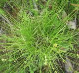 Carex loliacea. Кочка. Окр. Архангельска, под ЛЭП. 15.06.2011.