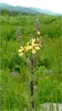 род Verbascum