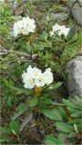 Rhododendron caucasicum