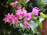 род Bougainvillea. Ветвь с соцветиями. Турция, г. Кемер, живая изгородь возле отеля Озкаймак. 06.10.2010.