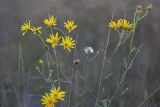 Senecio grandidentatus