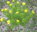 Adonis vernalis