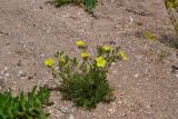 Potentilla taurica