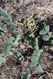 Glycyrrhiza aspera. Плодоносящее растение. Южный Казахстан, нижний Боролдай, 2 км выше пос. Коктюбе. 02.06.2012.